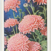 Chrysanthemum.