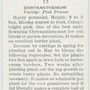 Chrysanthemum.