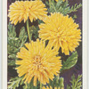 Annual chrysanthemum.