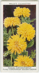 Annual chrysanthemum.