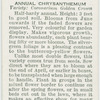 Annual chrysanthemum.