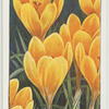 Crocus.