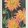 Dahlia.