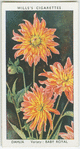 Dahlia.