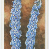 Delphinium.