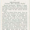 Delphinium.