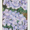 Dianthus.