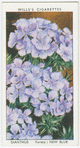 Dianthus.
