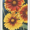 Gaillardia.