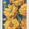 Geum.