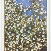 Gypsophila.