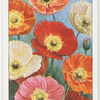 Iceland poppy.