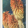 Kniphofia.