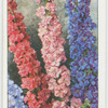 Larkspur.