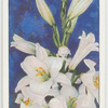Lilium.