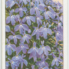 Lobelia.