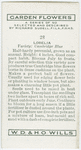 Lobelia.