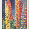 Lupin.