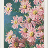 Michaelmas daisy.