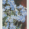 Myosotis.