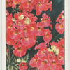 Nemesia.