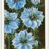 Nigella.