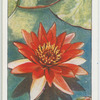 Nymphaea.