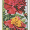 Paeony
