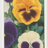 Pansy