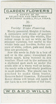 Pansy