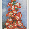 Penstemon