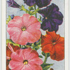Petunia