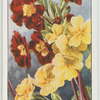 Polyanthus.