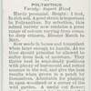 Polyanthus.