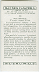 Polyanthus.
