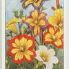 Salpiglossis
