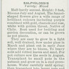 Salpiglossis
