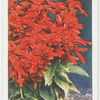 Salvia