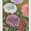 Scabious