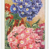 Verbena.