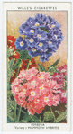 Verbena.