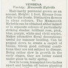 Verbena.