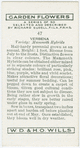 Verbena.