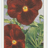 Viola.