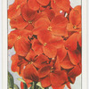 Wallflower.