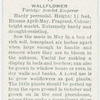 Wallflower.
