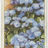 Ageratum.