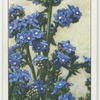 Anchusa.