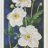 Anemone japonica.