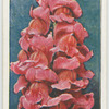 Antirrhinum.